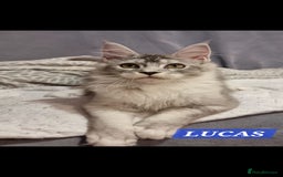 Maine Coon cats for sale: RESERVED  RESERVED Big gorgeous full pedigree boy - Image 1