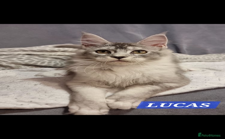 Maine Coon cats - Advert 16