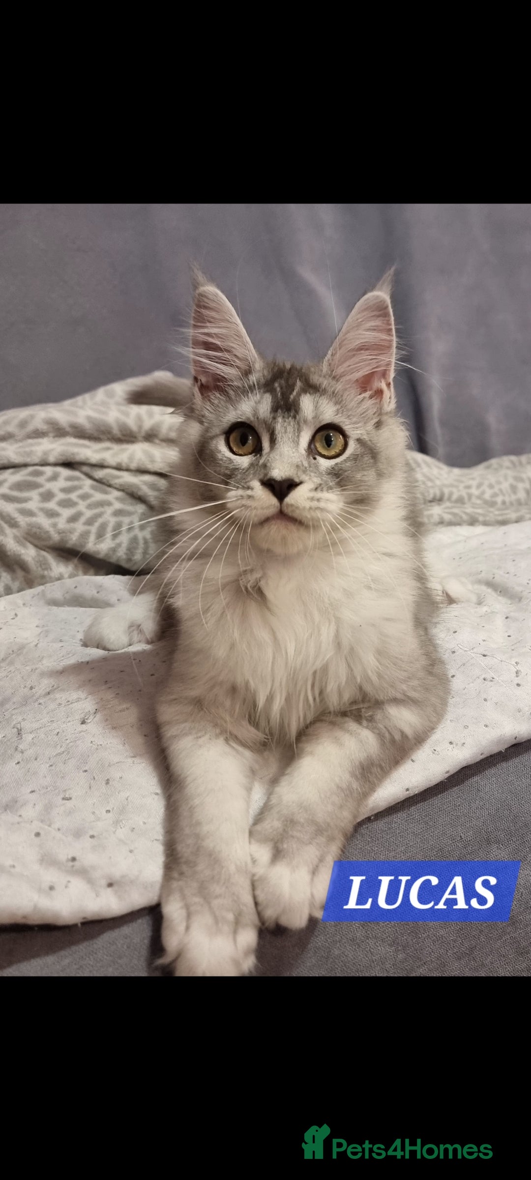 Maine Coon cats for sale: RESERVED  RESERVED Big gorgeous full pedigree boy - Image 1