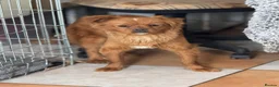 Mixed Breed dogs for adoption: Pretty Polly looking for love - Advert 2