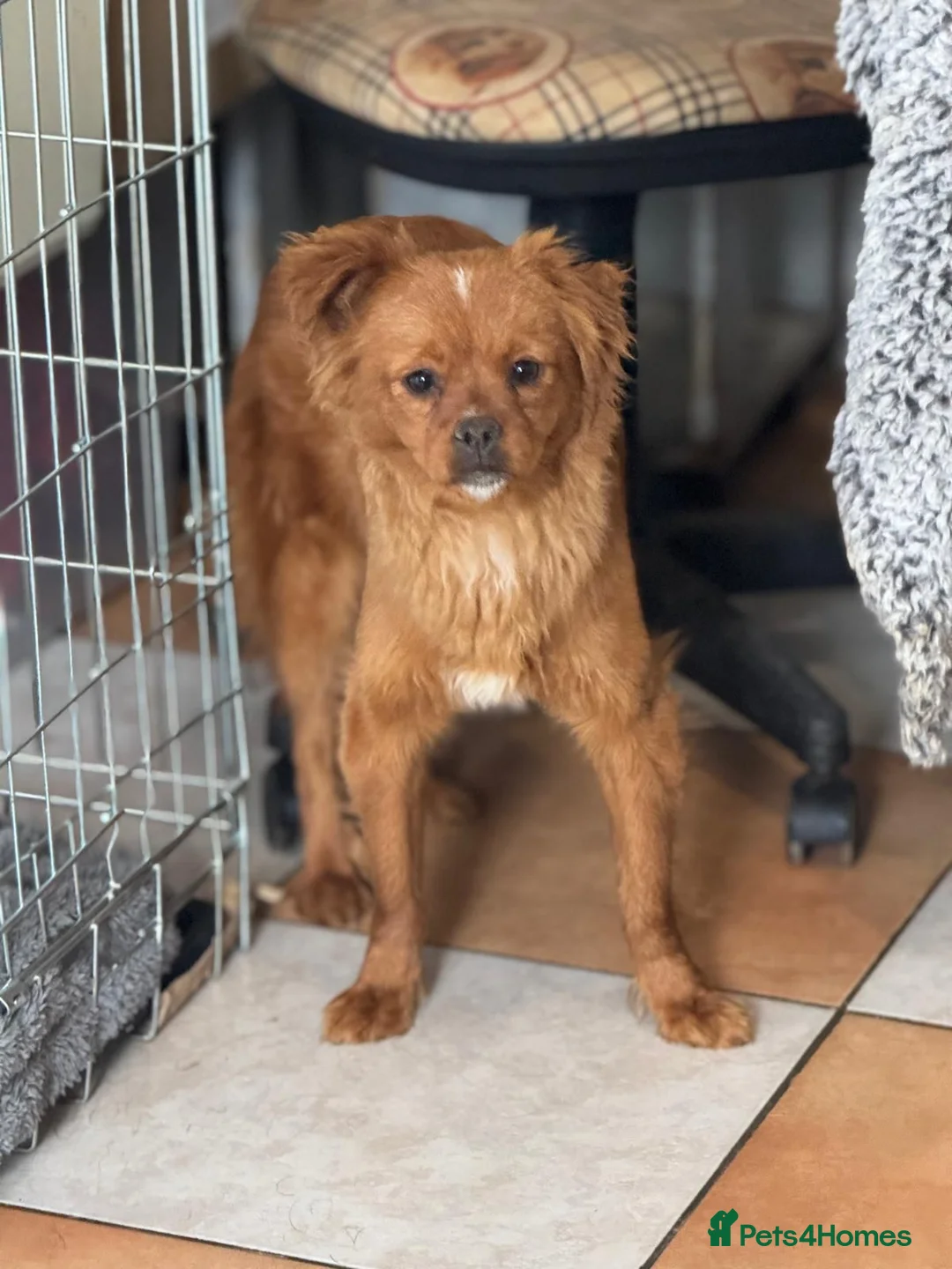 Mixed Breed dogs for adoption: Pretty Polly looking for love - Advert 2