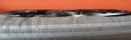 Mixed Breed cats for sale: 4 beautiful kittens ready to reserved  - Advert 4