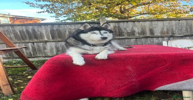 Siberian Husky dogs - Advert 12