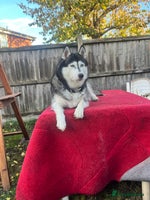 Siberian Husky dogs - Advert 9