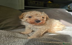 Toy Poodle dogs for sale: 💙 Beautiful tiny Toy poodle boy 💙 - Image 2