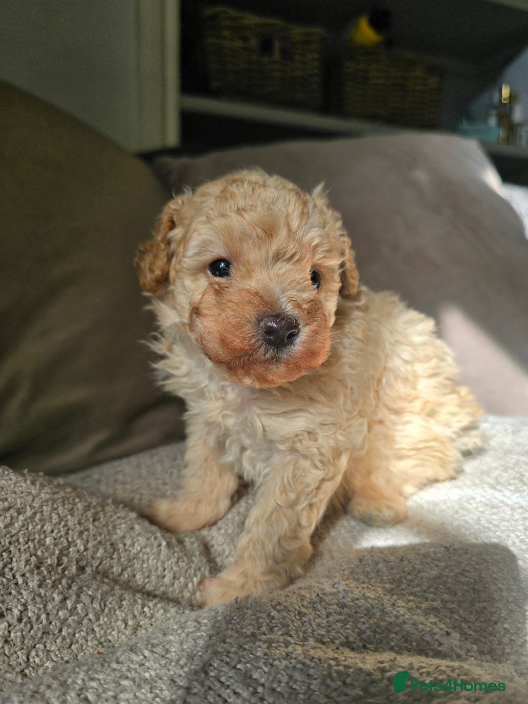 Toy Poodle dogs for sale: 💙 Beautiful tiny Toy poodle boy 💙 - Image 2