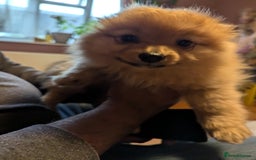Pomeranian dogs for sale: 2 LEFT!! Purebred Cute fluffy Pomeranian Puppies! - Image 11