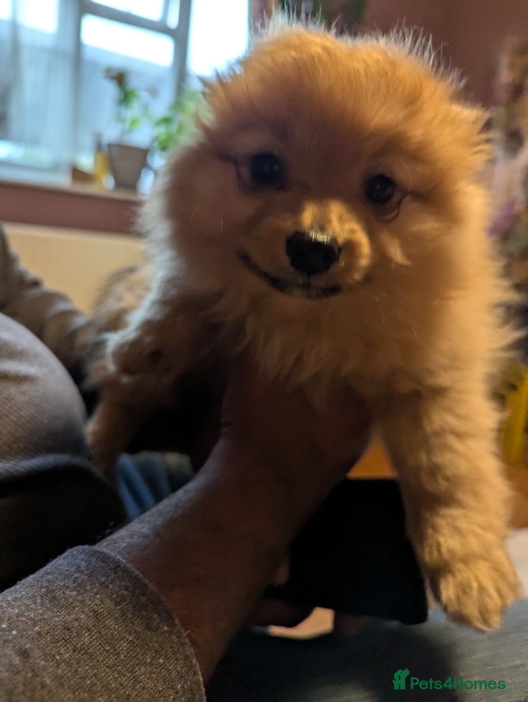 Pomeranian dogs for sale: 2 LEFT!! Purebred Cute fluffy Pomeranian Puppies! - Image 11