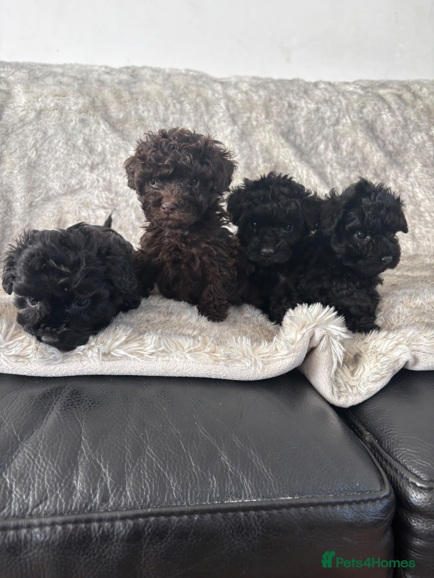 Maltipoo dogs Maltipoo puppies - Advert 19