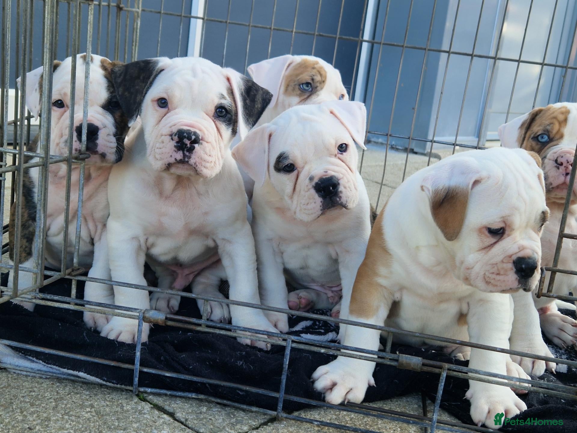 Alapaha Blue Blood Bulldog dogs Stunning Male IABBR Alapaha puppies - Advert 1