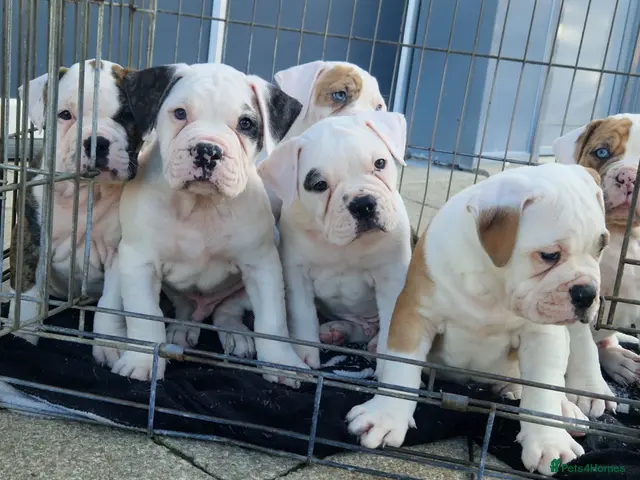 Alapaha Blue Blood Bulldog dogs Stunning Male IABBR Alapaha puppies - Advert 1