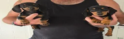 Miniature Dachshund dogs for sale: Beautiful miniture dachshund puppies  - Advert 5