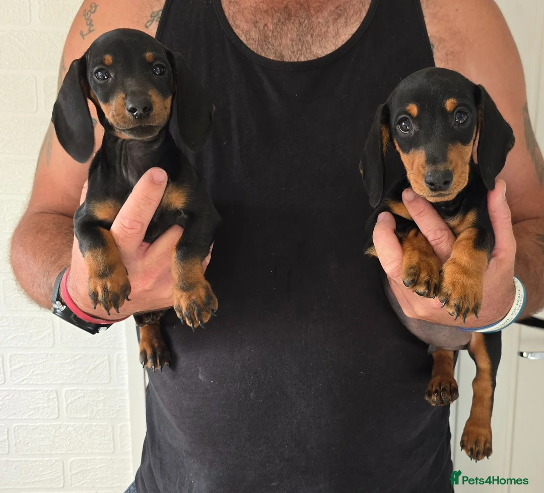 Miniature Dachshund dogs for sale: Beautiful miniture dachshund puppies  - Advert 5