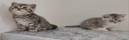British Shorthair cats for sale: 🏆 Pedigree Silver British Shorthair Kittens 🏆 - Advert 6