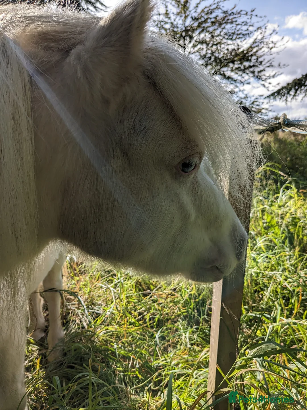 Miniature horses for sale: Sweet and Gentle Companion Pony  - Advert 6