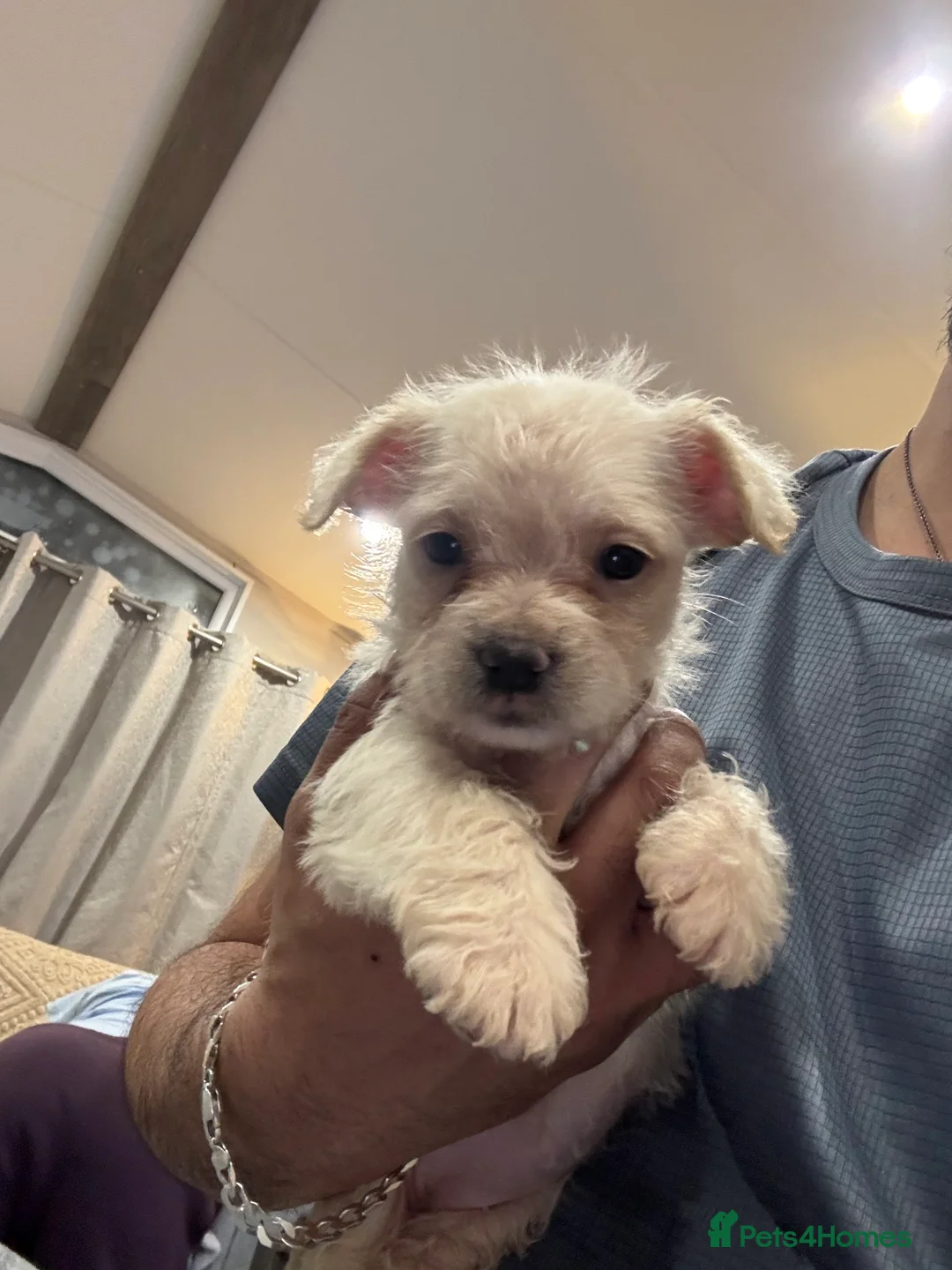 Mixed Breed dogs for sale: Rare Frenchie-Poochon Pups - Advert 5