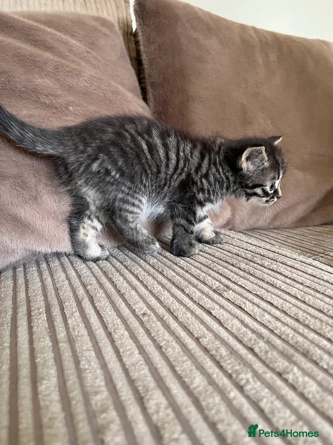 Mixed Breed cats for sale: Grey and black striped kittens For Sale - Advert 38