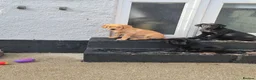 Labrador Retriever dogs for sale: Labrodor retriever kc REDUCE GIRL 1 left - Advert 4