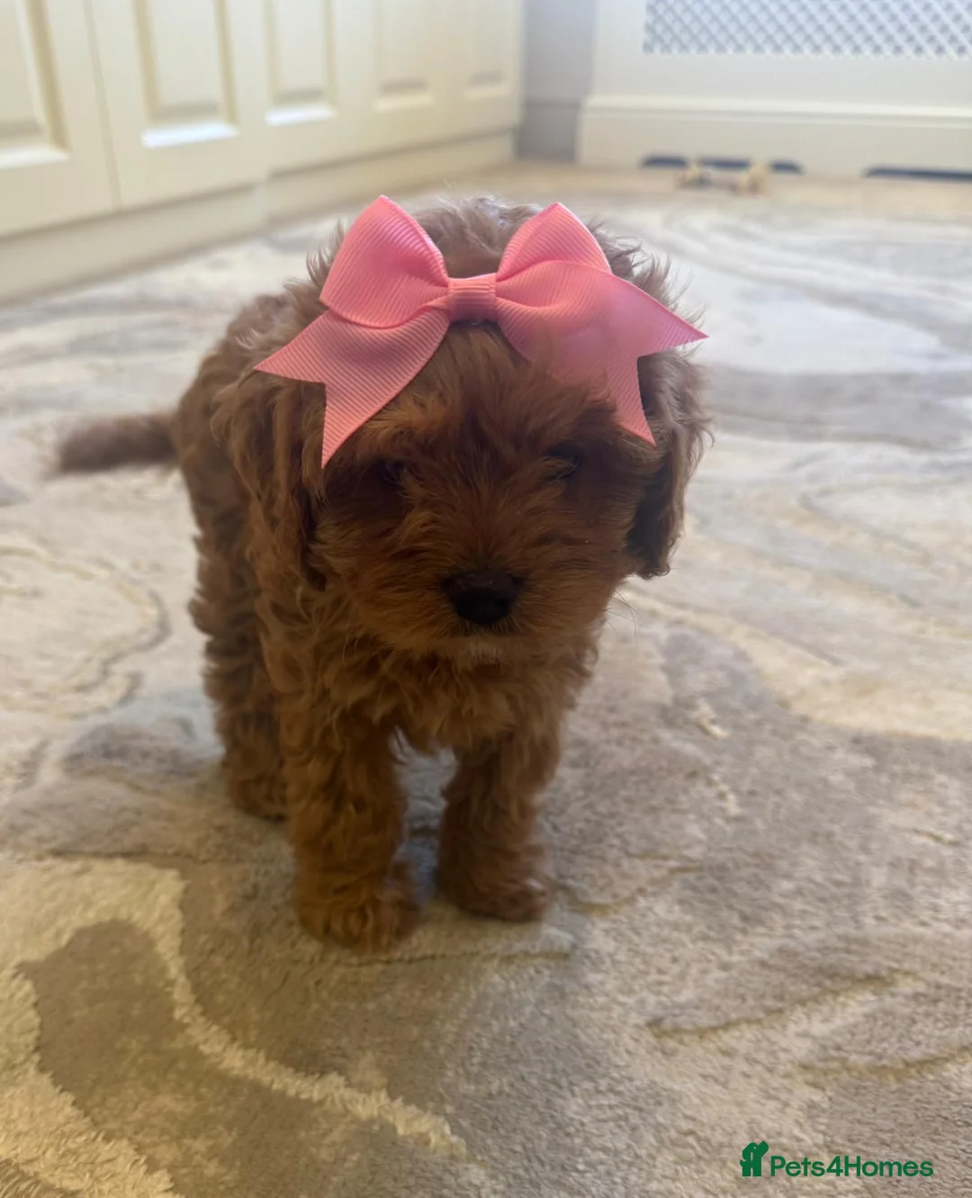 Toy Poodle dogs for stud: Quinn Red & white Toy Poodle for Stud ONLY. in Northampton - Advert 30