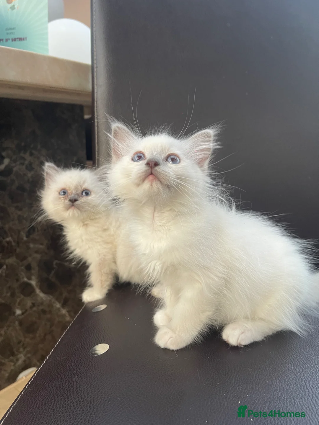 Ragdoll cats for sale: Ragdoll boys - Advert 1