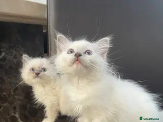 Ragdoll cats Ragdoll boys - Advert 9