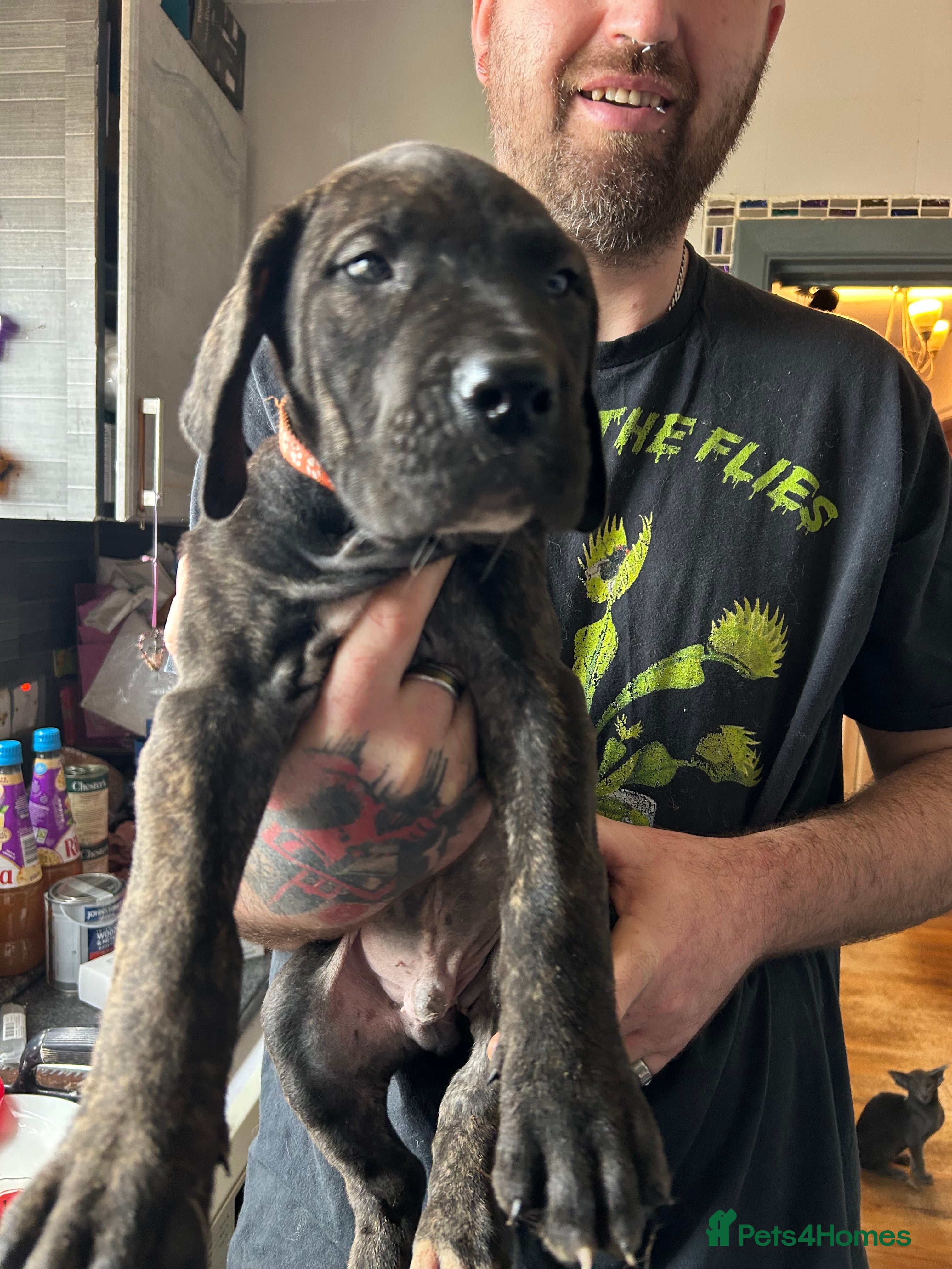 Mixed Breed dogs Last Boy Daniff pups.Great Dane/Mastiff Ready 28th - Advert 5