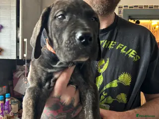 Mixed Breed dogs Last Boy Daniff pups.Great Dane/Mastiff Ready 28th - Advert 5