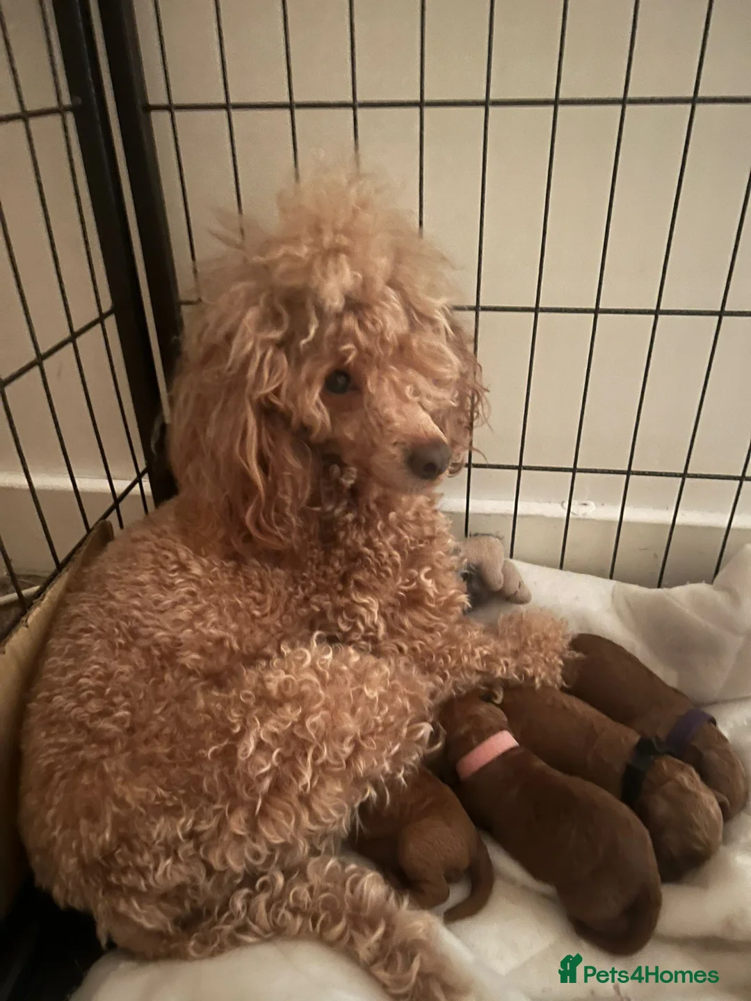 Miniature Poodle dogs for stud: Marley KC Red miniature Poodle for stud only - Advert 26