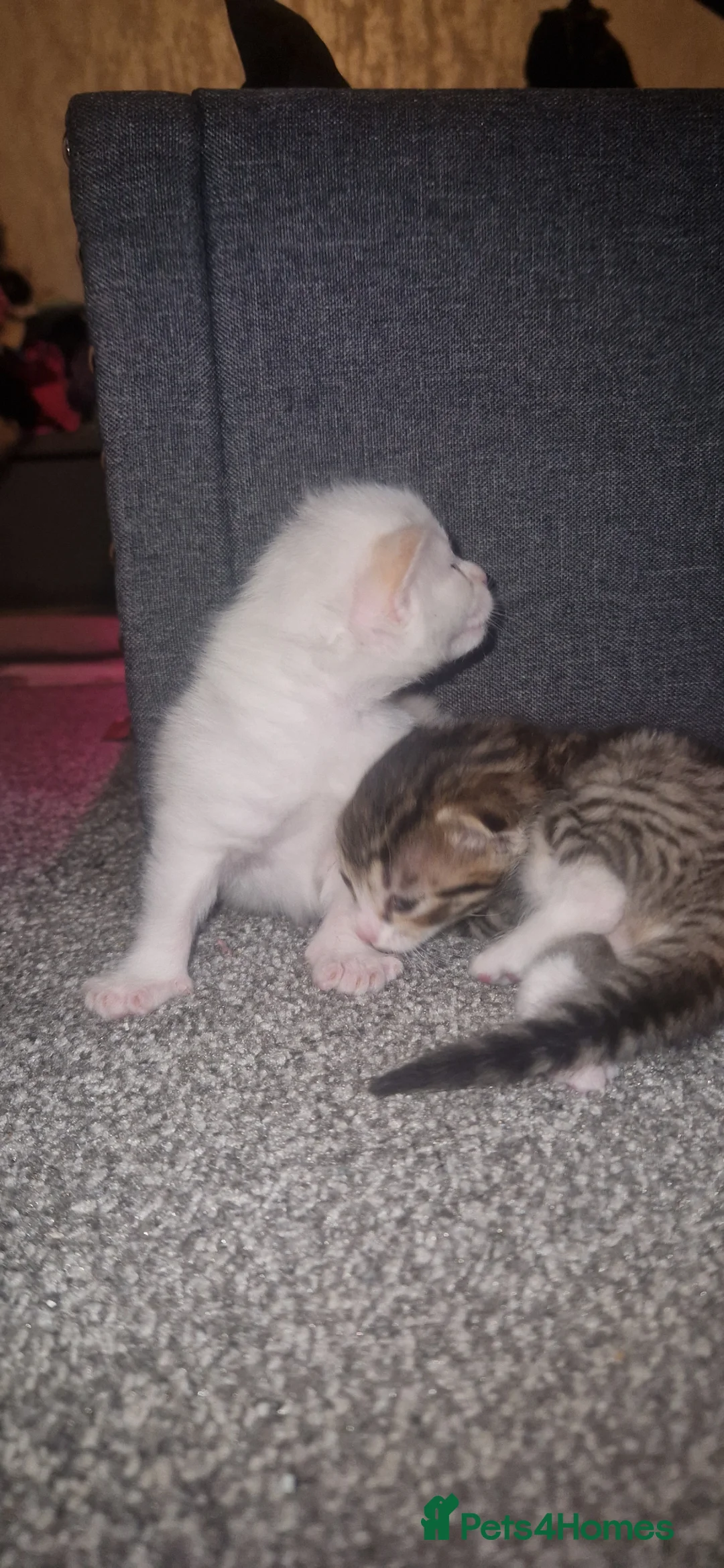 Domestic Shorthair cats for sale: Kittens  - Advert 1