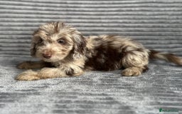 Cockapoo dogs for sale: Beautiful cockapoos looking for forever homes - Image 19