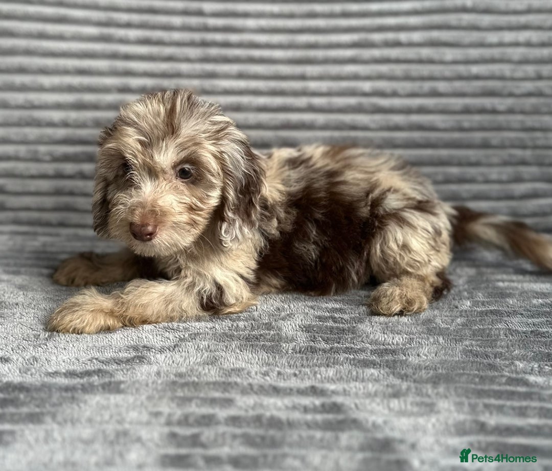 Cockapoo dogs for sale: Beautiful cockapoos looking for forever homes - Image 19