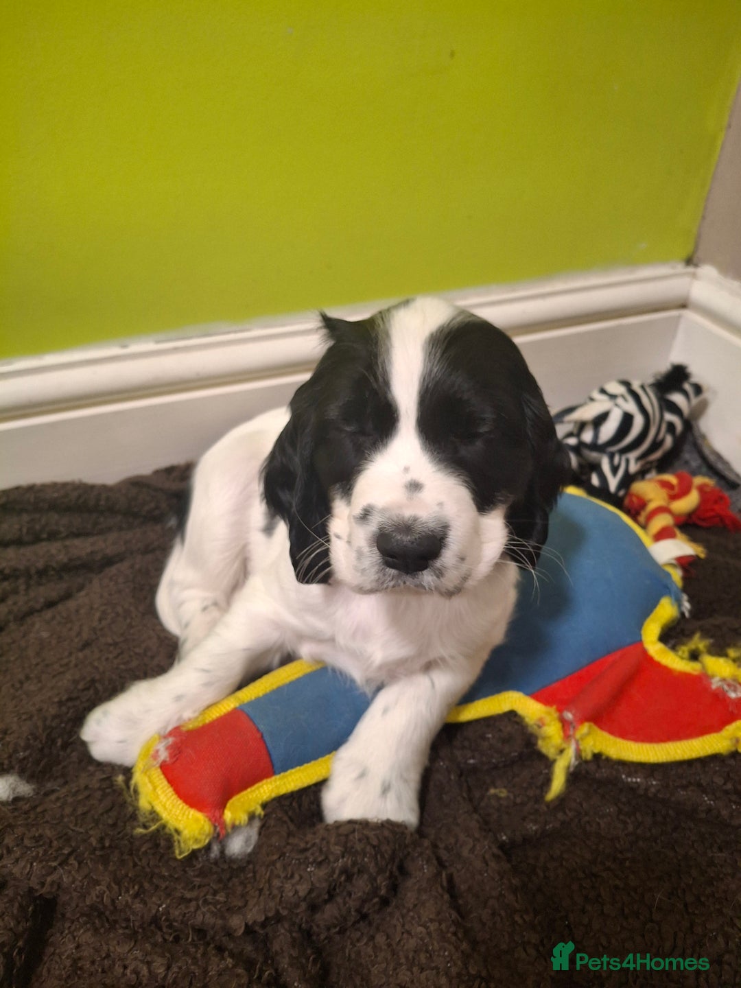 Cocker Spaniel dogs for sale: Our last pup - Ready now - KC Reg cocker spaniel! - Advert 28