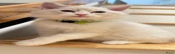 Ragdoll cats for sale: TICA Reg Ragdoll Kittens from Show-Winning Lines - Advert 8