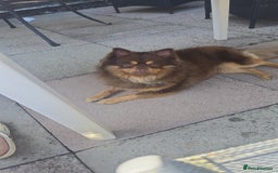 Pomeranian dogs for sale: Beautiful half Russian pomeranian puppy's in Rugby - Image 7