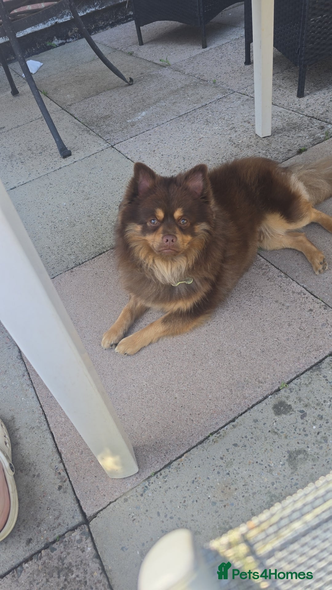 Pomeranian dogs for sale: Beautiful half Russian pomeranian puppy's in Rugby - Image 7