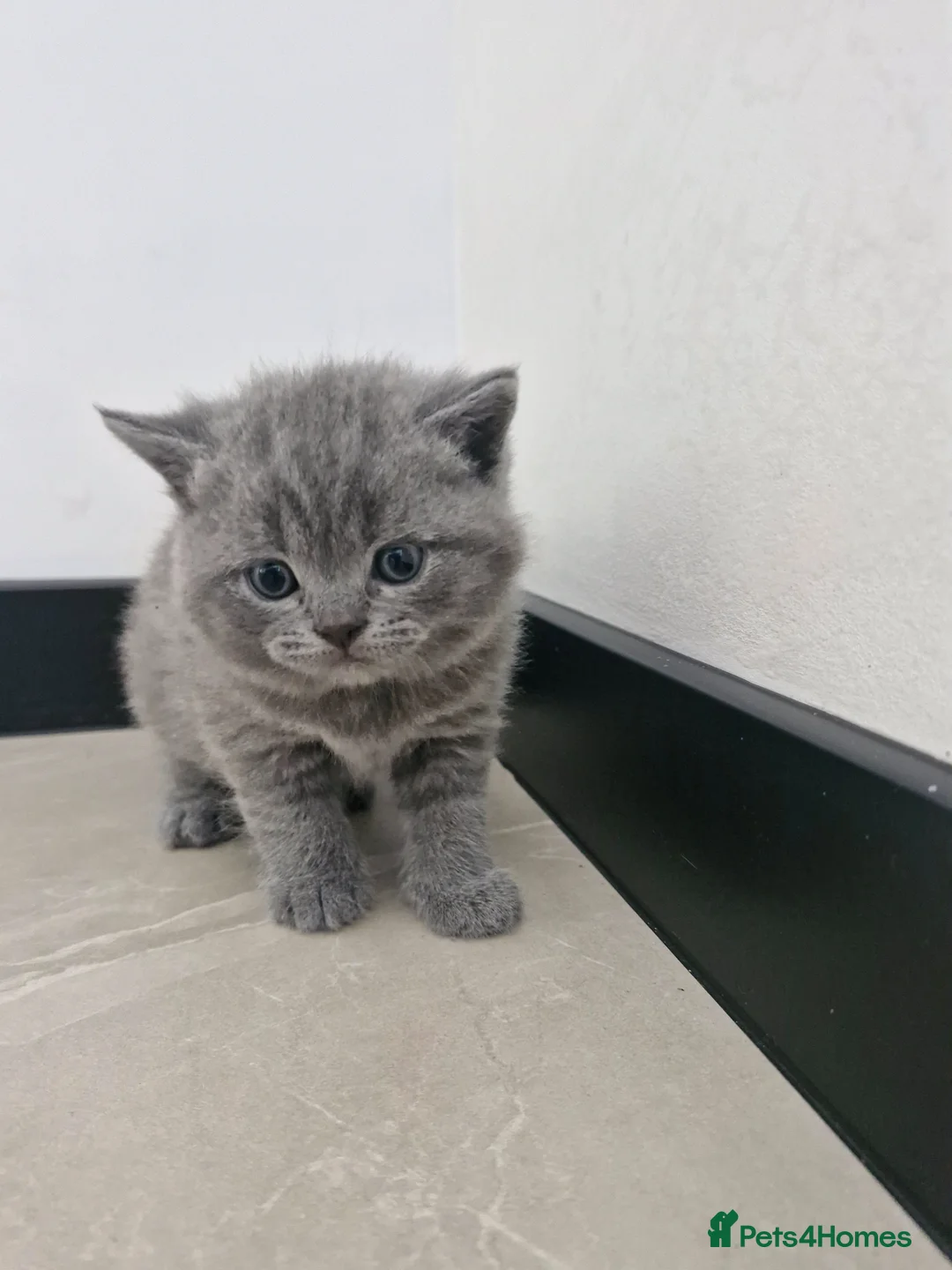 British Shorthair cats for sale: 4 Kittens for sale - Advert 2