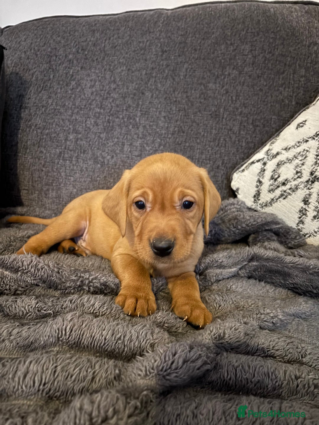 Labrador Retriever dogs for sale: KC registered Labrador retriever pups - Advert 22