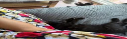 Domestic Shorthair cats for sale: Three kittens for sale  - Advert 21
