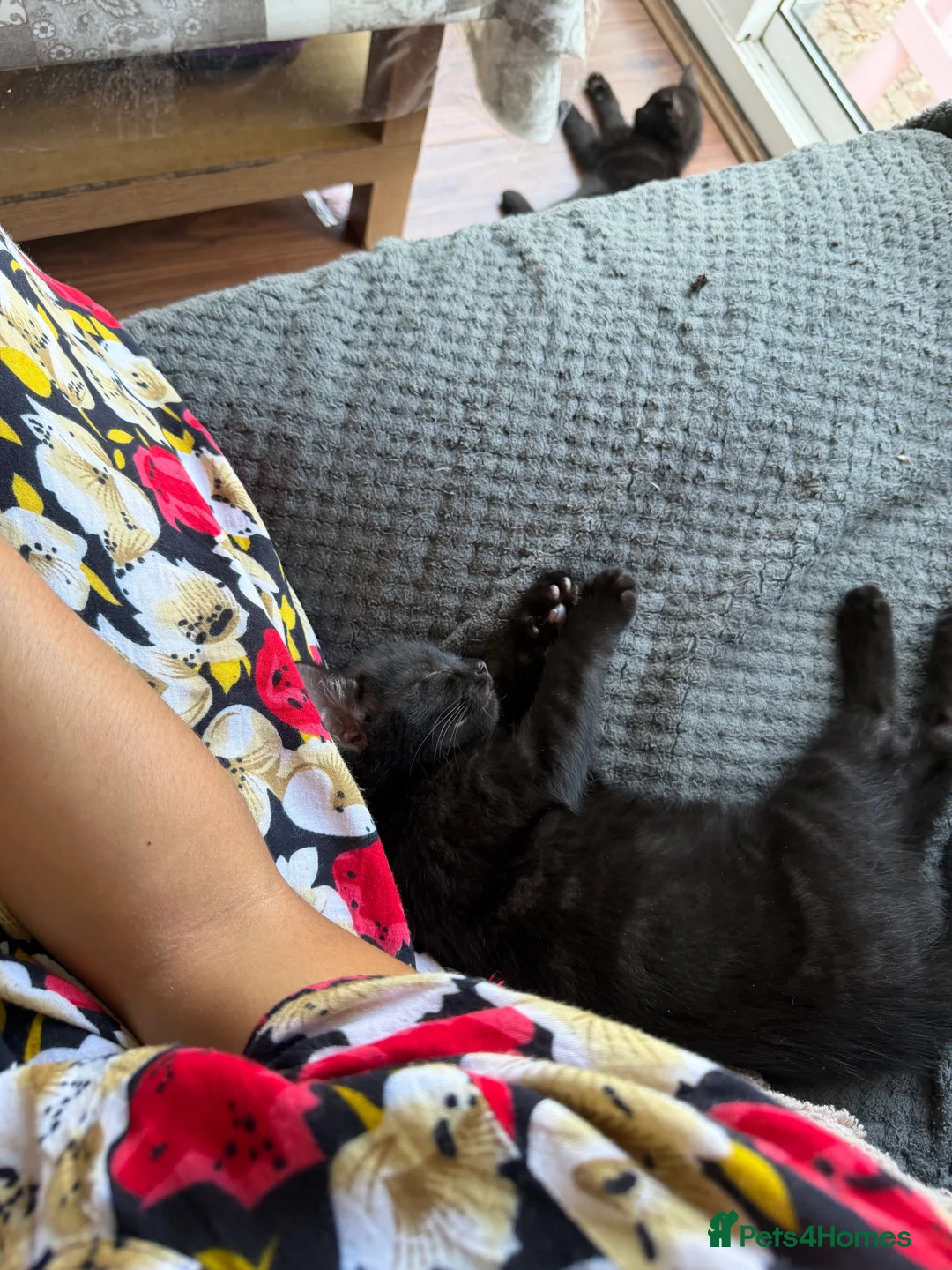 Domestic Shorthair cats for sale: Three kittens for sale  - Advert 21