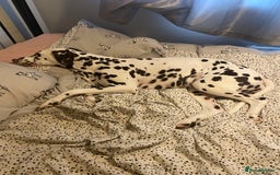 Dalmatian dogs for sale: Top quality show type Dalmatian pups 🐶  - Image 7