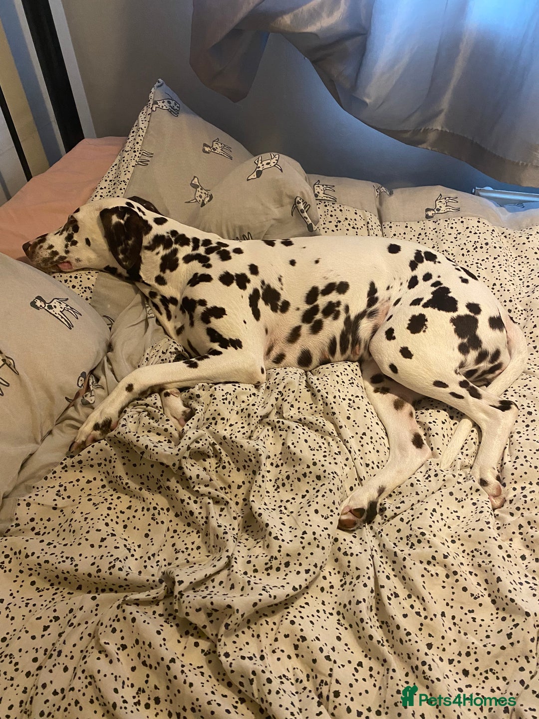 Dalmatian dogs for sale: Top quality show type Dalmatian pups 🐶  - Image 7
