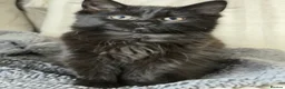 Mixed Breed cats for sale: 12 week old kittens  in Nelson - Advert 7