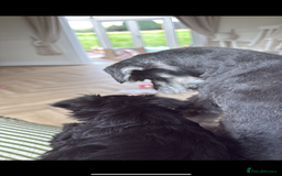Miniature Schnauzer dogs for sale: Stunning Black Miniature Schnauzer  - Image 1