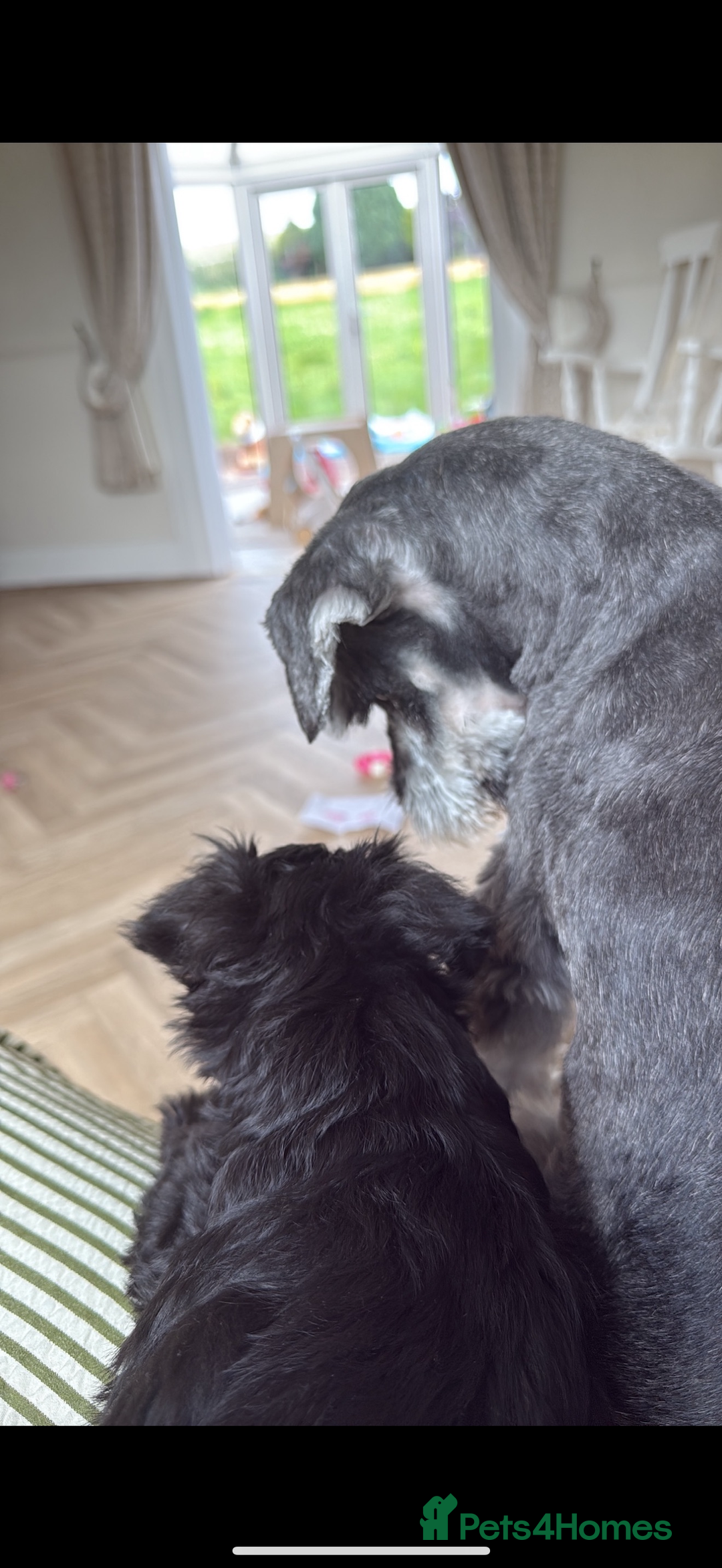 Miniature Schnauzer dogs for sale: Stunning Black Miniature Schnauzer  - Image 1