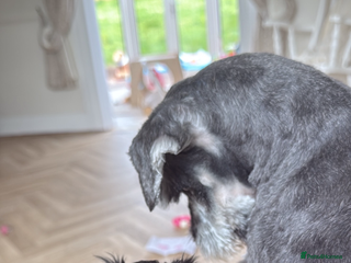 Miniature Schnauzer dogs - Advert 5