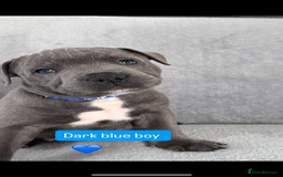 Staffordshire Bull Terrier dogs for sale: Blue Staffordshire bull terrier  - Image 2