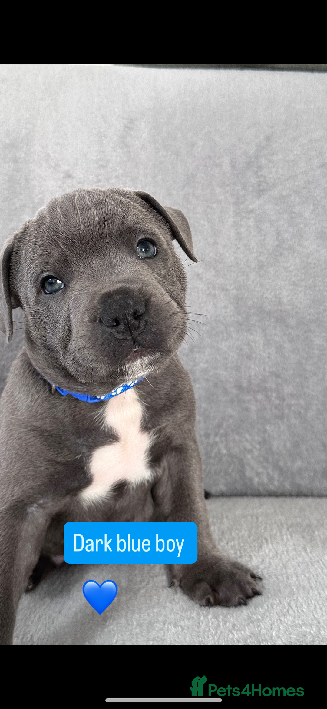 Staffordshire Bull Terrier dogs for sale: Blue Staffordshire bull terrier  - Image 2