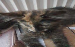Mixed Breed cats for sale: 5 long hair maine coon mix kitten's. - Image 5