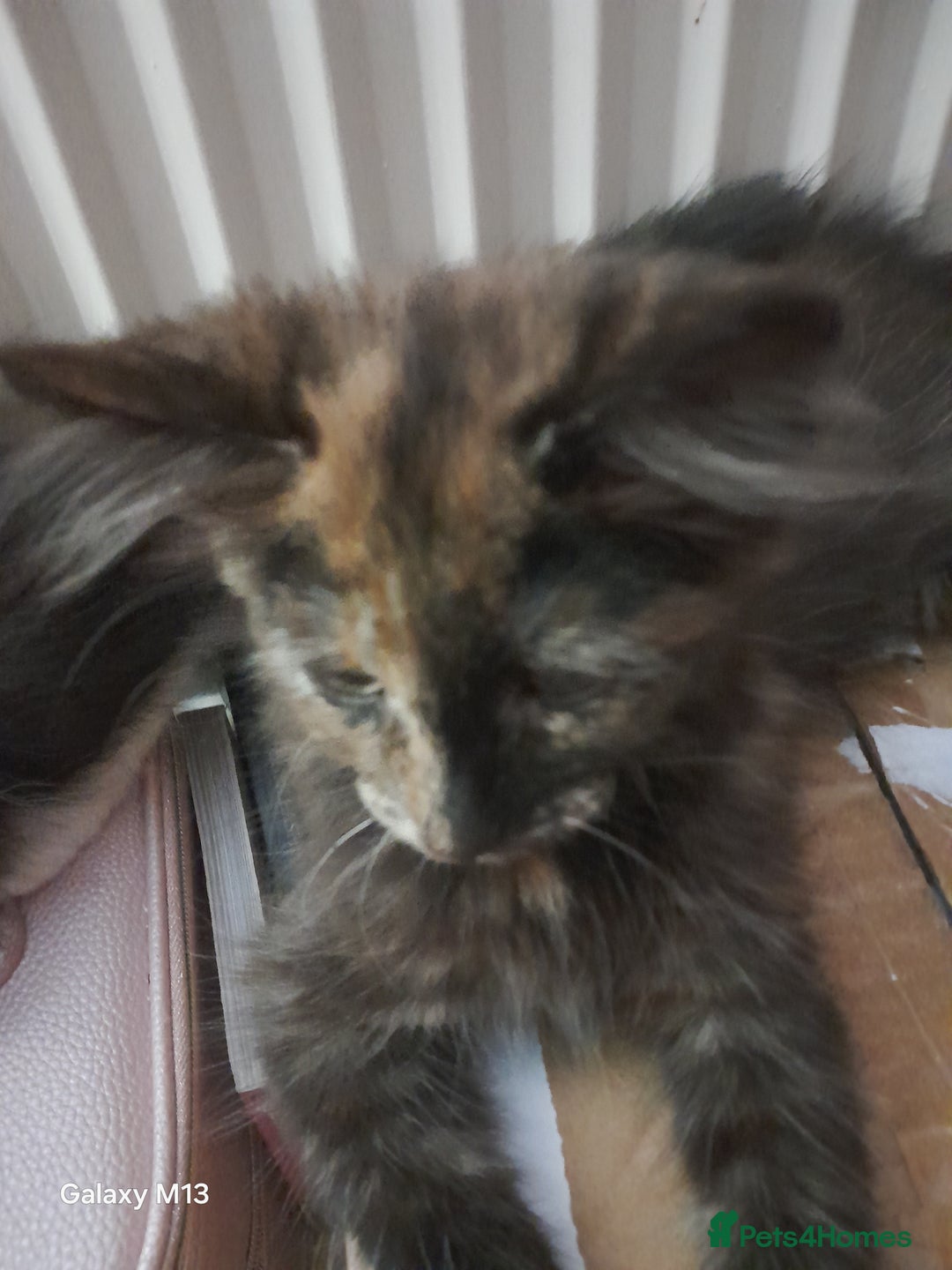 Mixed Breed cats for sale: 5 long hair maine coon mix kitten's. - Image 5