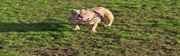 English Bulldog dogs for sale: Female bulldog  - Advert 5